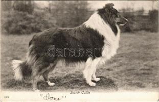 1904 Scotch Collie dog