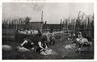 Hortobágy Juhnyírás