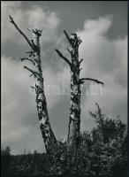 1958 Klell Kálmán (1897-1980): Csonka fák, fotóművészeti alkotás, pecséttel jelzett, 24×17 cm