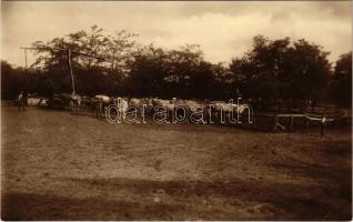 Ökrök a karámban, gémeskút, magyar folklór / Hungarian folklore, oxen (EK)