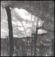 1973 Erdőben, jelzés nélküli fotó, 25,5×24,5 cm