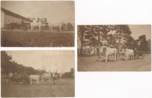 3 db RÉGI motívum fotó képeslap: ökörszekerek / 3 pre-1945 motive photo postcards: oxen carriages