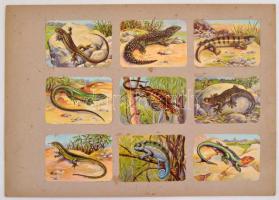 cca 1930 Franck pótkávé litho gyűjtőkártyák berakólapokon kb 600 db, főleg állatok ábrázolásával