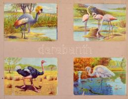 cca 1930 Franck pótkávé litho gyűjtőkártyák berakólapokon kb 600 db, főleg állatok ábrázolásával