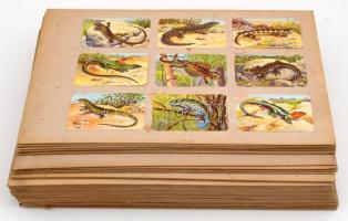 cca 1930 Franck pótkávé litho gyűjtőkártyák berakólapokon kb 600 db, főleg állatok ábrázolásával