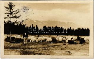 1930 Tátra, Vysoké Tatry; Vychodna pasienka / juhnyáj / flock of sheep. Lumen