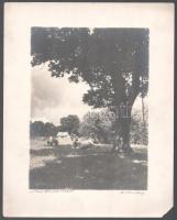 1934 Orphanidesz János (1876-1939): Pihenő ökrök, aláírt, művészfólián keresztül fényképezett fotóművészeti alkotás, a papír szélei kissé foltosak, egyik sarkán kis hiány, de a lényegi részt nem érintik, 23×16,5 cm