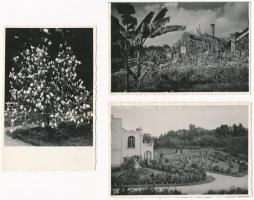 Kolozsvár, Cluj; Botanikus kert -  6 db régi képeslap /  Botanical garden - 6 pre-1945 postcards