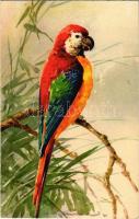 Parrot. ST.Z.F. No. 1283. s: C. Klein