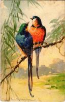 Tropical birds. ST.Z.F. No. 1279. s: C. Klein (EB)