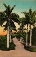 Florida, Tropical Royal Palms