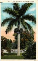 Florida, A rare specimen of Royal Palm (cut)