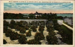 Florida, Solid comfort, glimpse of an orange grove and homestead on the banks of a Florida river (EK)