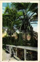 Florida, Cocoanut Trees in Beautiful Florida (EB)