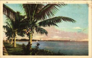 Florida, Cocoanut Palms along the Coast (EK)