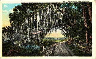 Florida, Royal Arch Oak, road (EK)