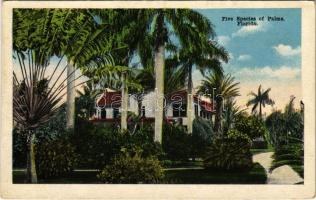 Florida, Five Species of Palms