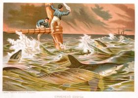 Donászy Ferenc: Tengereken innen, tengereken túl. Természeti képek minden világrészről. 
Bp.,é.n. L...