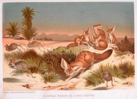 Donászy Ferenc: Tengereken innen, tengereken túl. Természeti képek minden világrészről. 
Bp.,é.n. L...