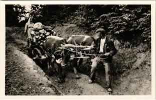 Kárpátalja, fahordás ökörszekérrel. Dr. Peitler Gyula felvétele / timber transport by oxen cart