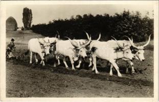 Szántás hat ökörrel / Hungarian folklore, plowing with six oxen