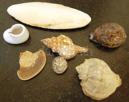 6 db kagyló + 1 db kis porceláncipő