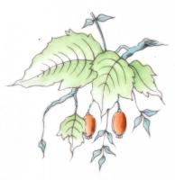 Herendi csipkebogyó mintás kistányér / süteményes tányér tányér, kézzel festett, jelzett, hibátlan. ...