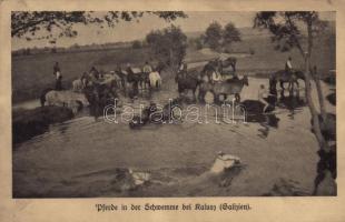 Pferde in der Schwemme bei Kalusz (Galizien) / WWI German and Austro-Hungarian military, horses swimming near Kalush (Ukraine). Feldpost Wohlfahrts-Postkarte Nr. 59. (EK)