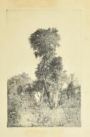 Dudás Jenő (1900-1991): Erdei tisztás. Rézkarc, papír, jelzett, foltos. Üvegezett keretben, 34×24 cm