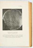 Sir Arthur Eddington: A természettudomány új útjai. Dr. Zechmeister László fordítása. Bp., én., Fran...