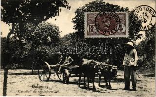 Dahomey, Plantation de caoutchouctiers / caoutchouc plantation
