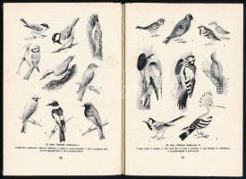 Vertse Albert: Madárvédelem. Mesterséges madártelepítés. hn., én., Natura. Negyedik kiadás. Kiadói k...