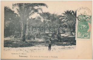 Ouidah, Whydah; Un coin de brousse / palm trees