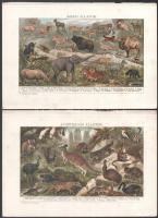 cca 1890-1912 7 db színes nyomat lexikonokból,  viseletek, állatok, ausztráliai őslakók témában. lap...