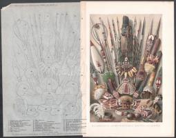cca 1890-1912 7 db színes nyomat lexikonokból,  viseletek, állatok, ausztráliai őslakók témában. lap...