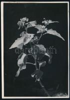 cca 1932 Kinszki Imre (1901-1945) budapesti fotóművész hagyatékából, jelzés nélküli, de a szerző által feliratozott vintage fotó (Solanum nigrum), 16,7x12 cm