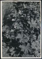 cca 1932 Kinszki Imre (1901-1945) budapesti fotóművész hagyatékából, jelzés nélküli, de a szerző által feliratozott vintage fotó (Aconitum Iycoctonum), 16,9x12 cm