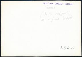 cca 1934 Kinszki Imre (1901-1945) budapesti fotóművész hagyatékából, pecséttel jelzett és a szerző á...