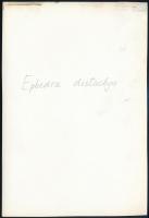 cca 1932 Kinszki Imre (1901-1945) budapesti fotóművész hagyatékából, jelzés nélküli, de a szerző ált...