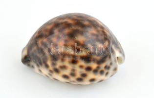 Tengeri kagyló, h: 8 cm