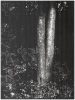 Berekméri Zoltán (1923-1988): Büszke fák, feliratozott fotóművészeti alkotás, 39×30 cm