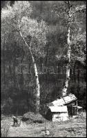 1980 C. Kovács István (?-): Két nyírfa, pecséttel jelzett fotó, 40×25 cm