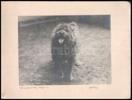 1929 Kutya, fotó kartonra ragasztva, 17,5x23 cm