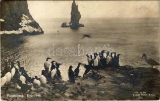 Flugebjerg, Bjornoen / group of penguins on the coast. Eneret Mittet & Co. 18/40.