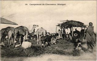 Teve tábor Szenegálban., Campement de Chameaux (Sénégal) / camels camp