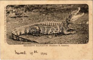1905 Mississippi Alligator (Southern N. America). The Wrench Series No. 2313. Photo. W. P. Dando (fl)