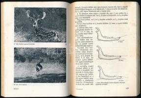 Szabolcs József: A dámvad. Bp.,1975., Mezőgazdasági. Második, átdolgozott kiadás. Fekete-fehér fotók...