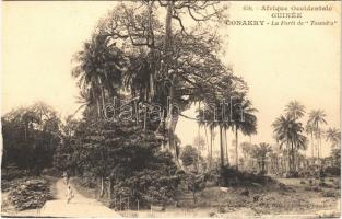Conakry, La forét de Toumbo / forest