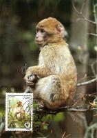 WWF Barbary Macaque CM, WWF Berbermajom CM, Weltweiter Naturschutz Magot