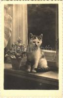1950 Cat, 1950 Macska